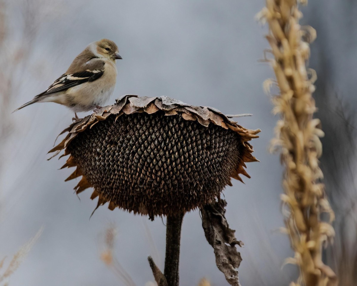 American Goldfinch - ML518500721