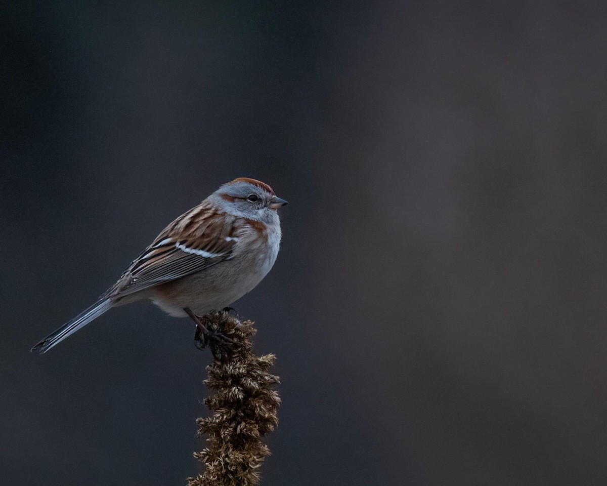 American Tree Sparrow - ML518500731