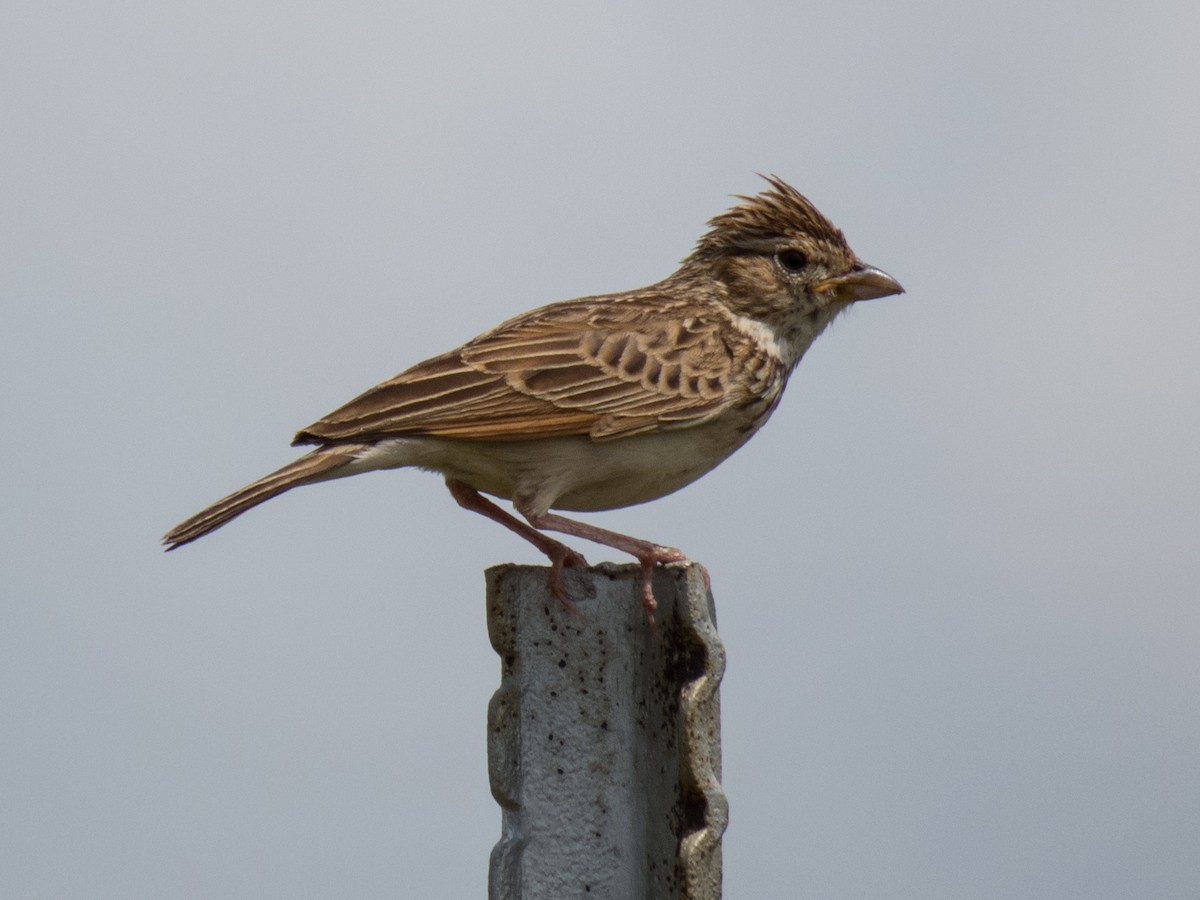 Monotonous Lark - Robert Lockett