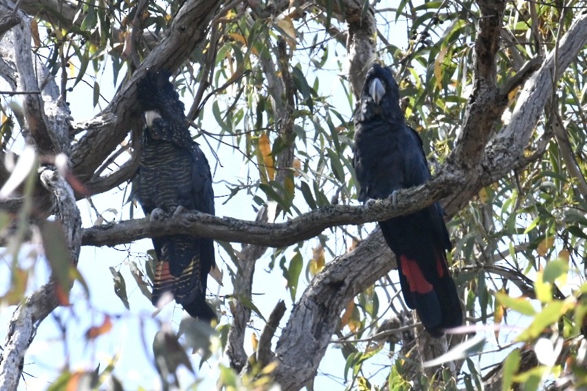 Red-tailed Black-Cockatoo - ML518502001
