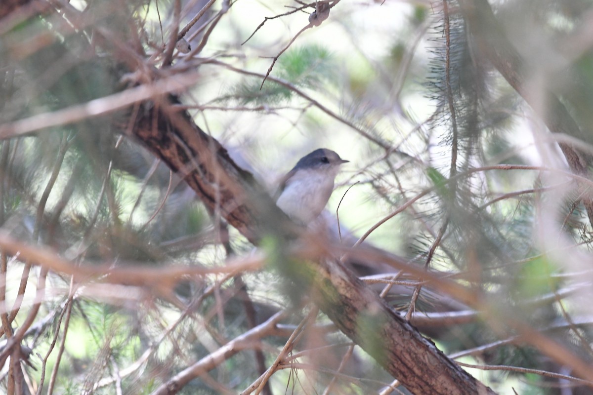 Western Gerygone - ML518502011