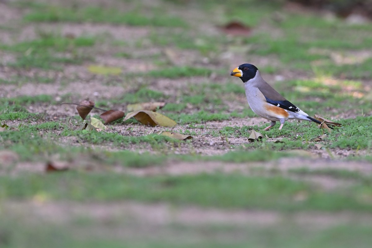 コイカル - ML518502941