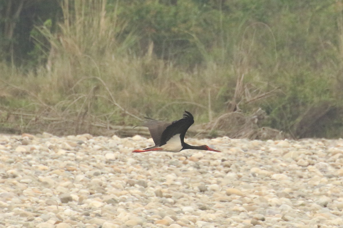 Black Stork - ML518503871