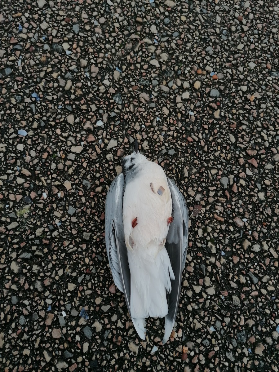 Antxeta txikia - ML518504081