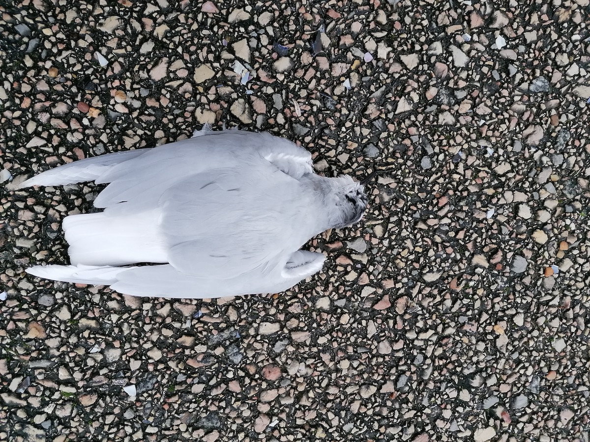 Antxeta txikia - ML518504091