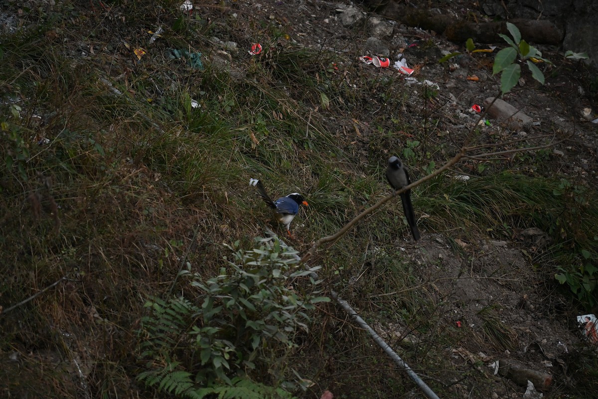 Red-billed Blue-Magpie - ML518504261