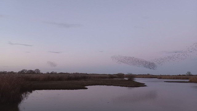 European Starling - ML518504321