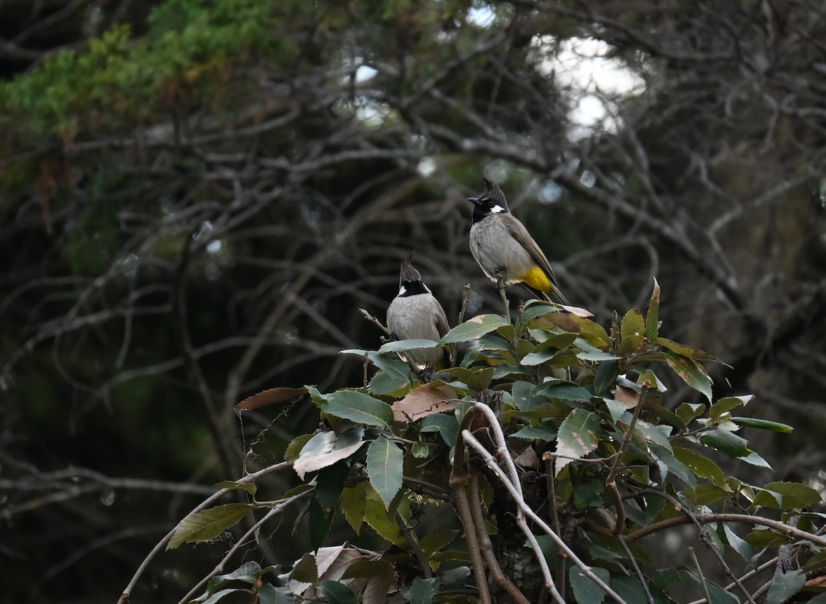 Bulbul Cariblanco - ML518504561