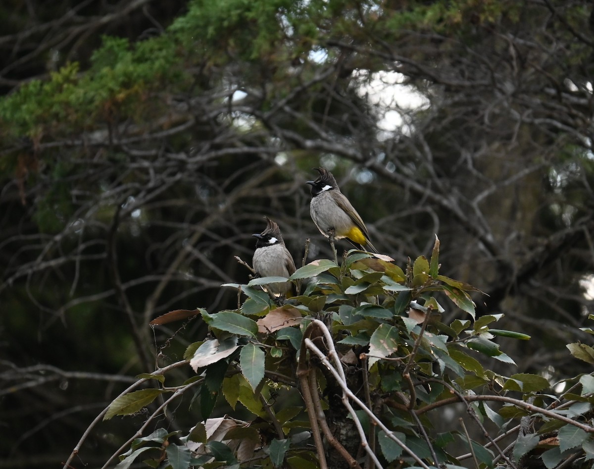 Himalayan Bulbul - ML518504571