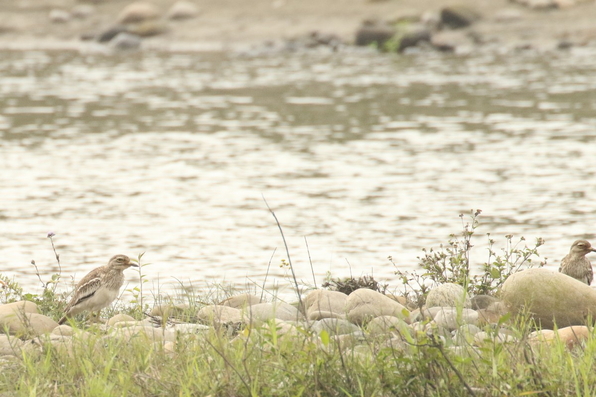 Indian Thick-knee - Frank Thierfelder