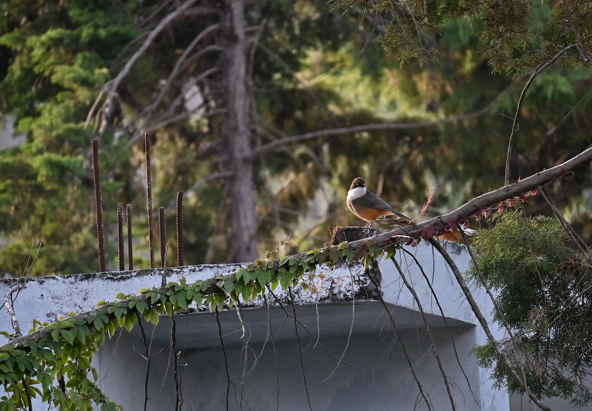 White-throated Laughingthrush - ML518504671