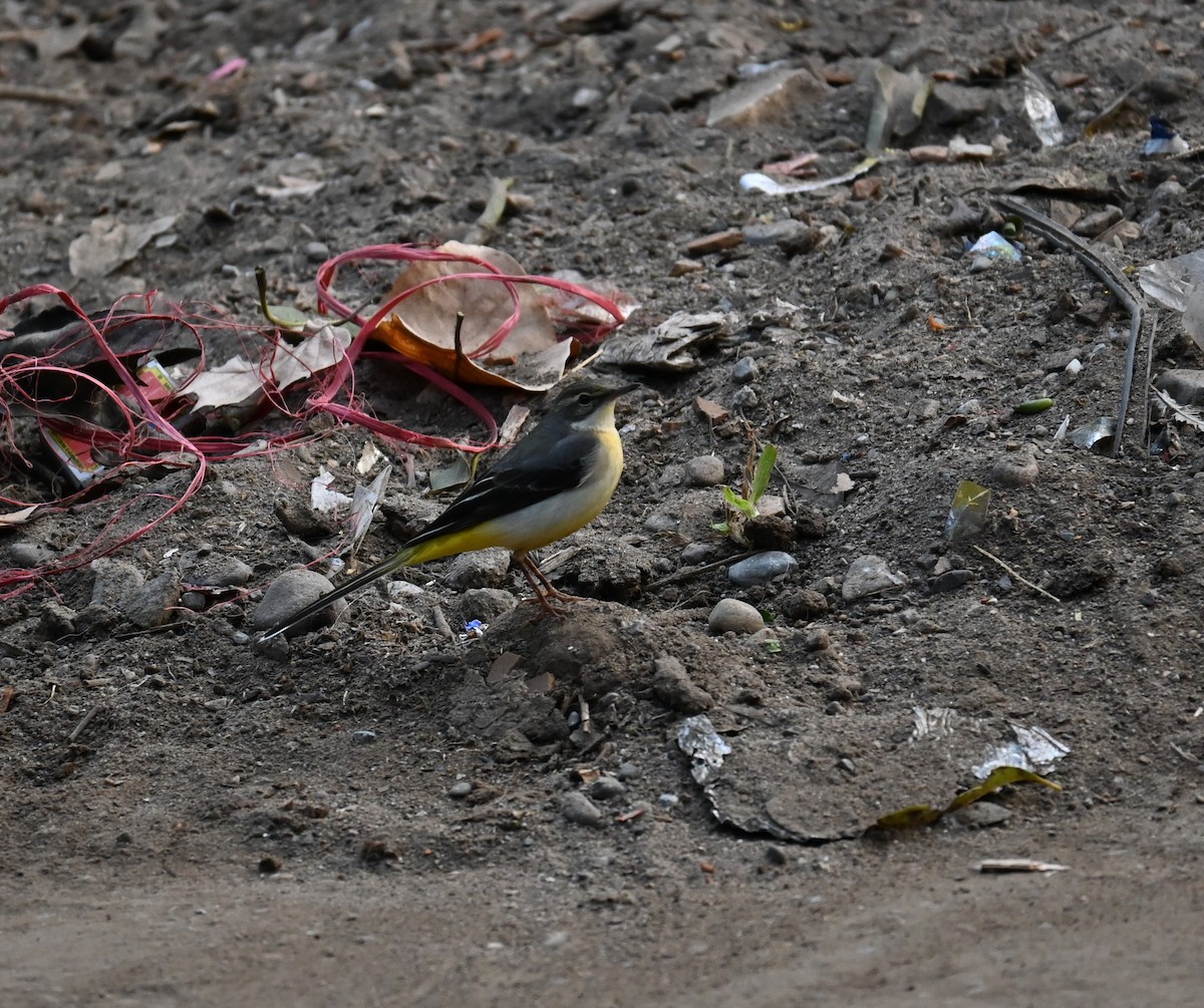 Gray Wagtail - ML518504911