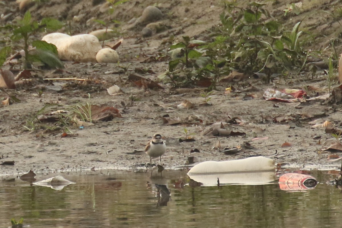 Little Ringed Plover - ML518505051