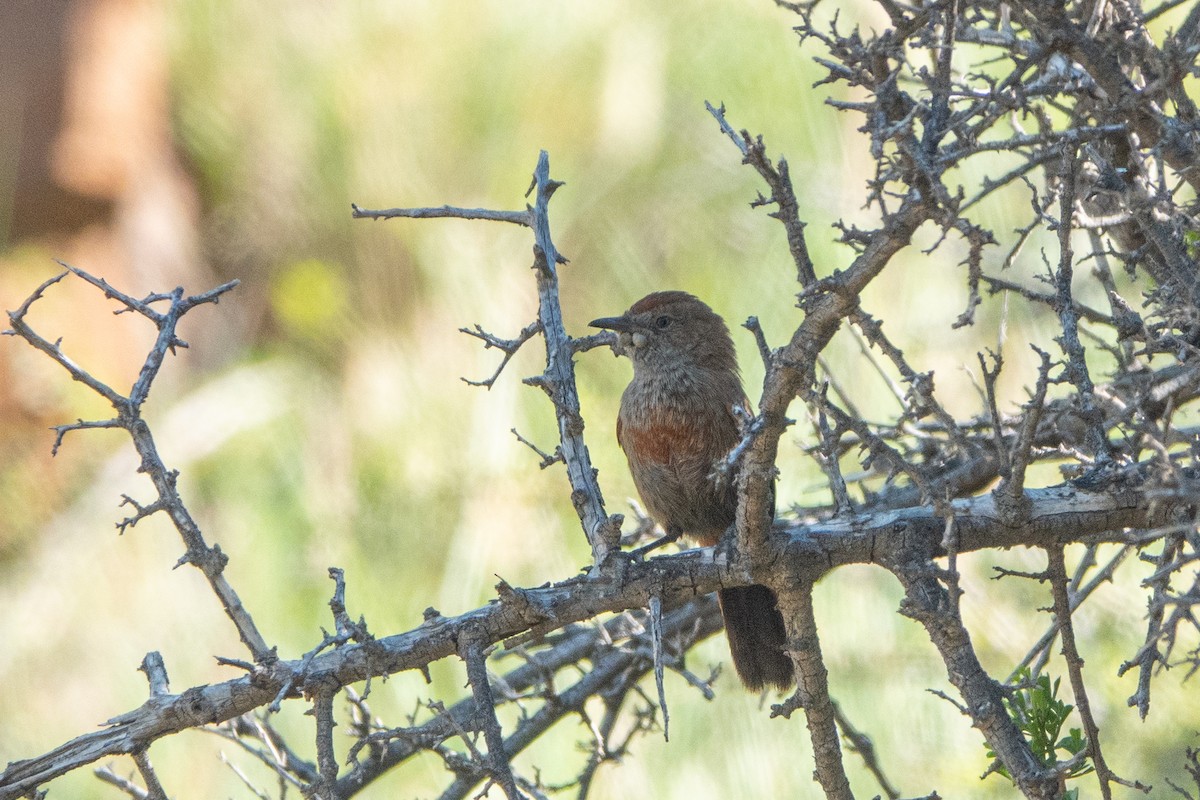 Kopje Warbler - Pietro D'Amelio