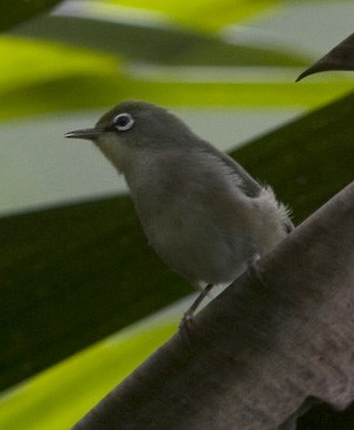 Annobon White-eye - ML518506151