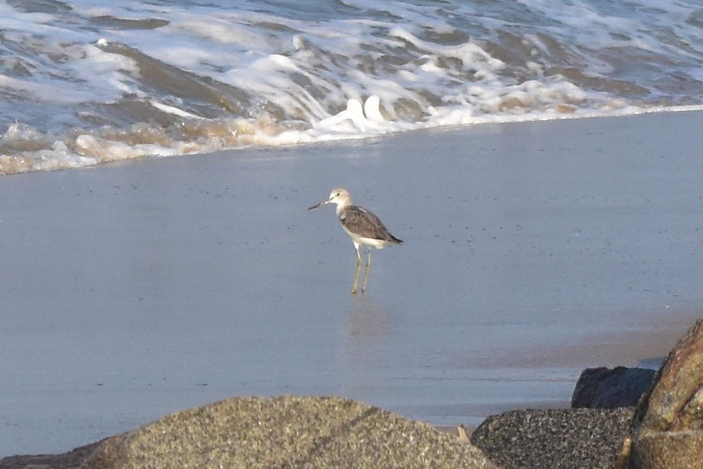 Үхэр хөгчүү - ML518506451