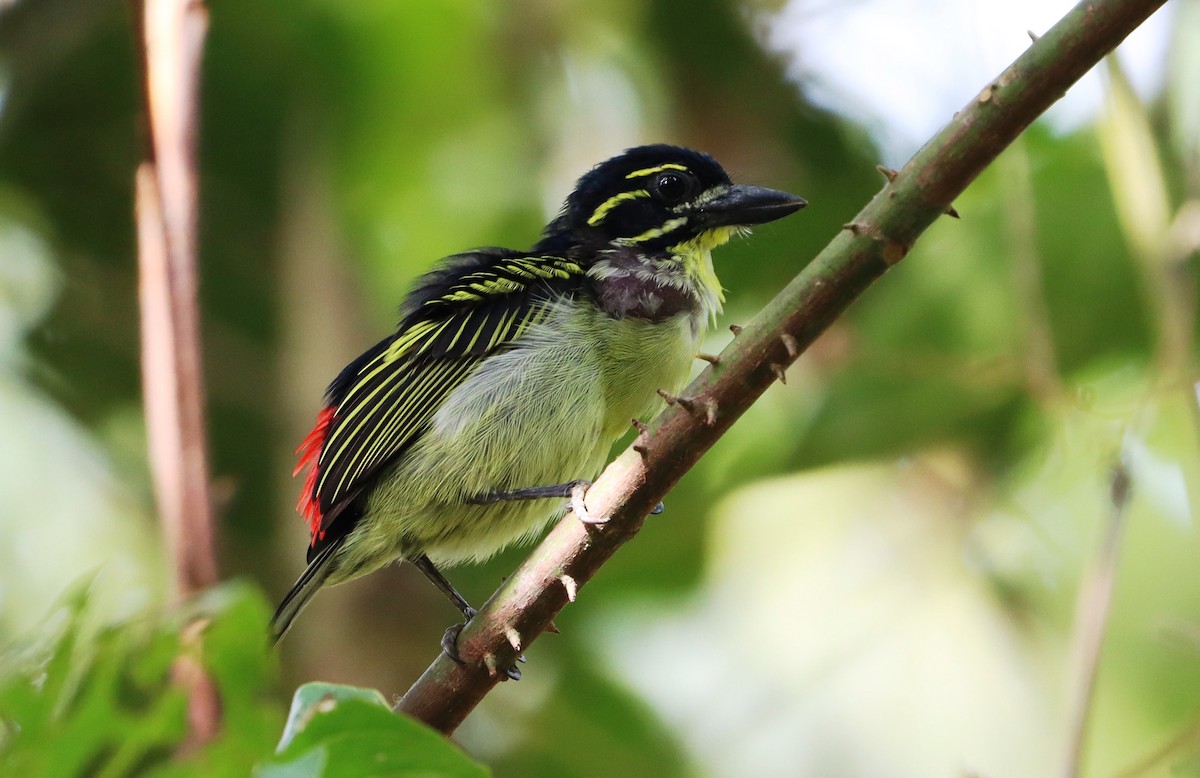 Red-rumped Tinkerbird - ML518506811