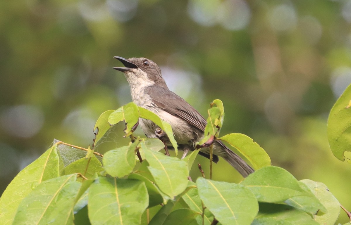 African Forest-Flycatcher - ML518507051