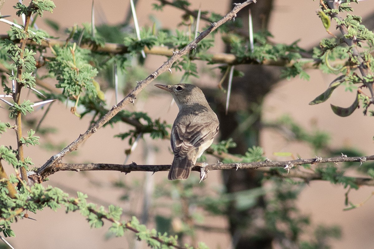 Upcher's Warbler - ML518508851