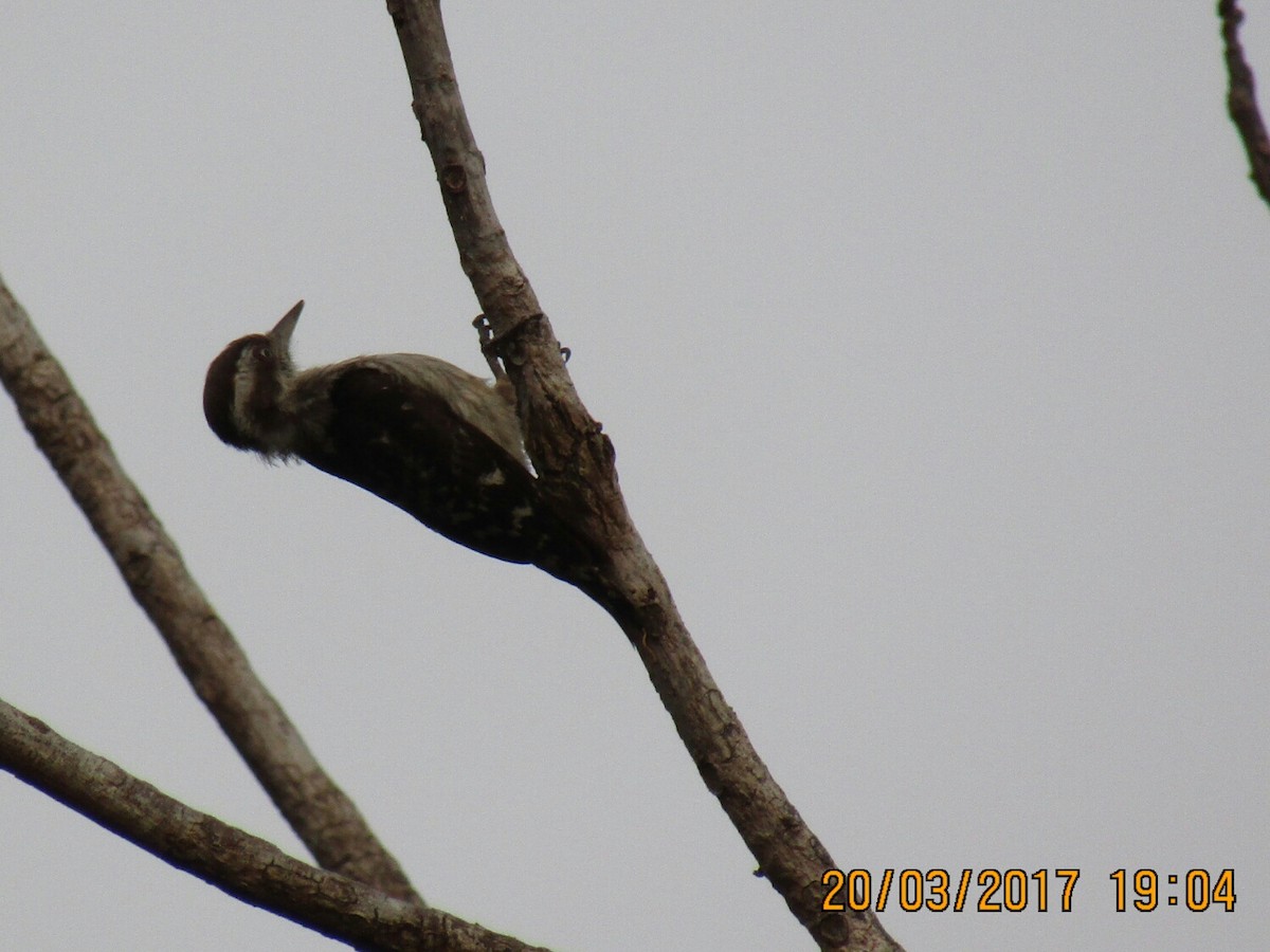 Brown-capped Pygmy Woodpecker - Raju Kidoor