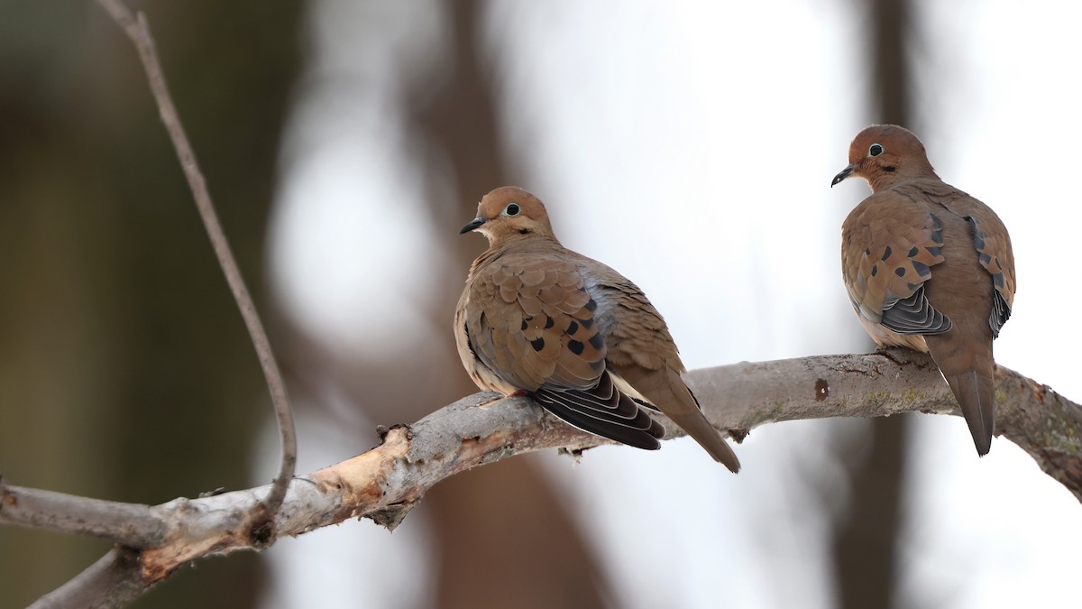 Mourning Dove - Daniel Jauvin