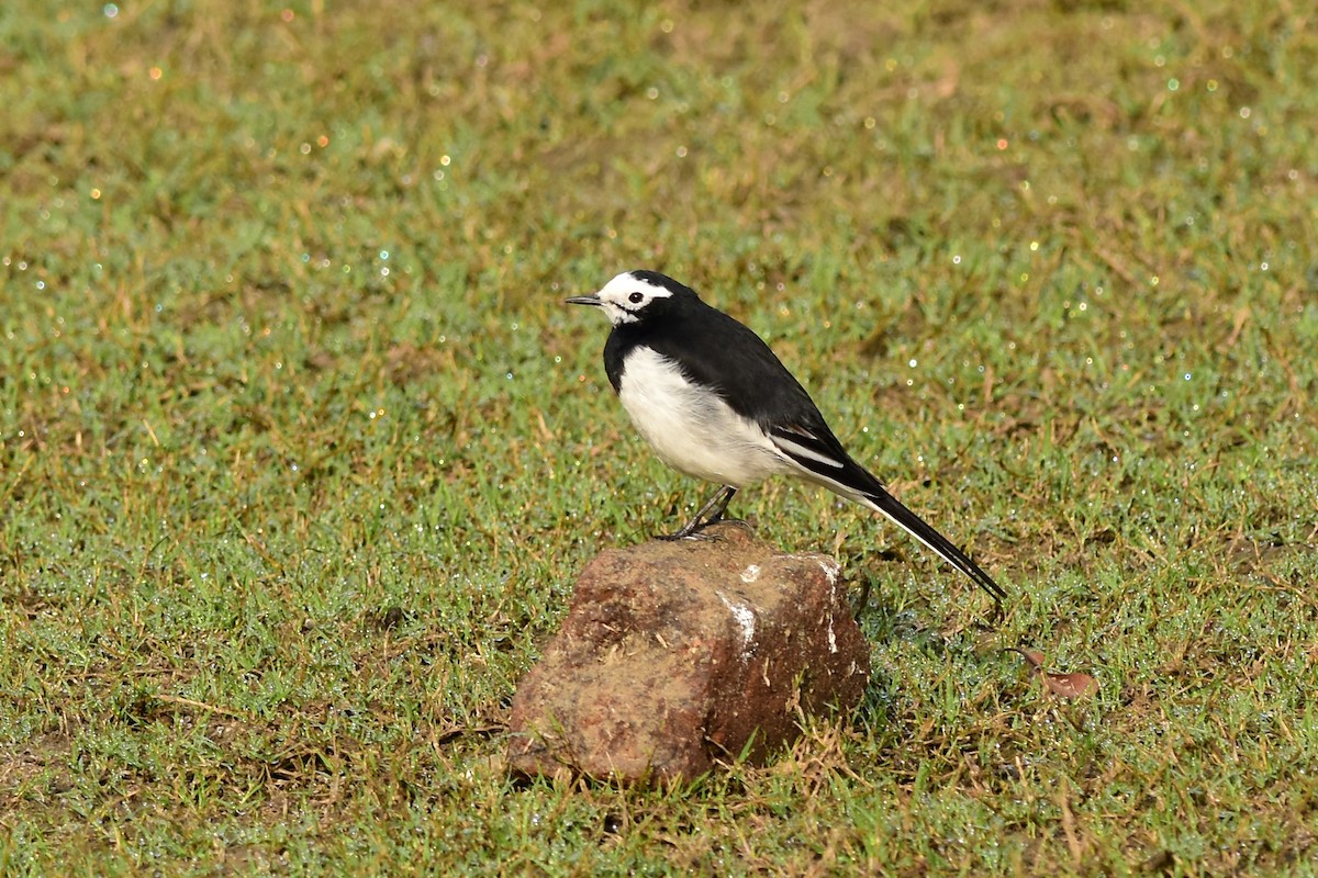 White Wagtail (Hodgson's) - Ajoy Kumar Dawn