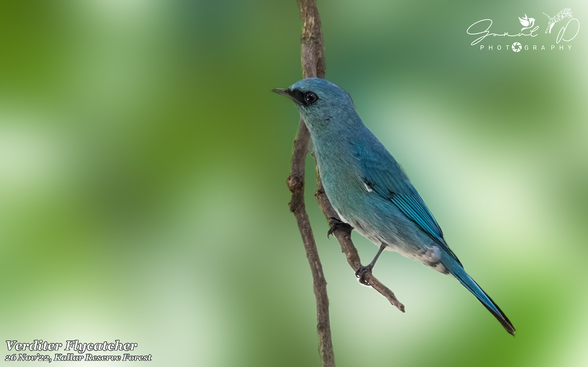 Verditer Flycatcher - Gokul D