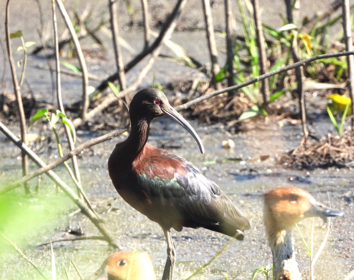White-faced Ibis - ML518510481