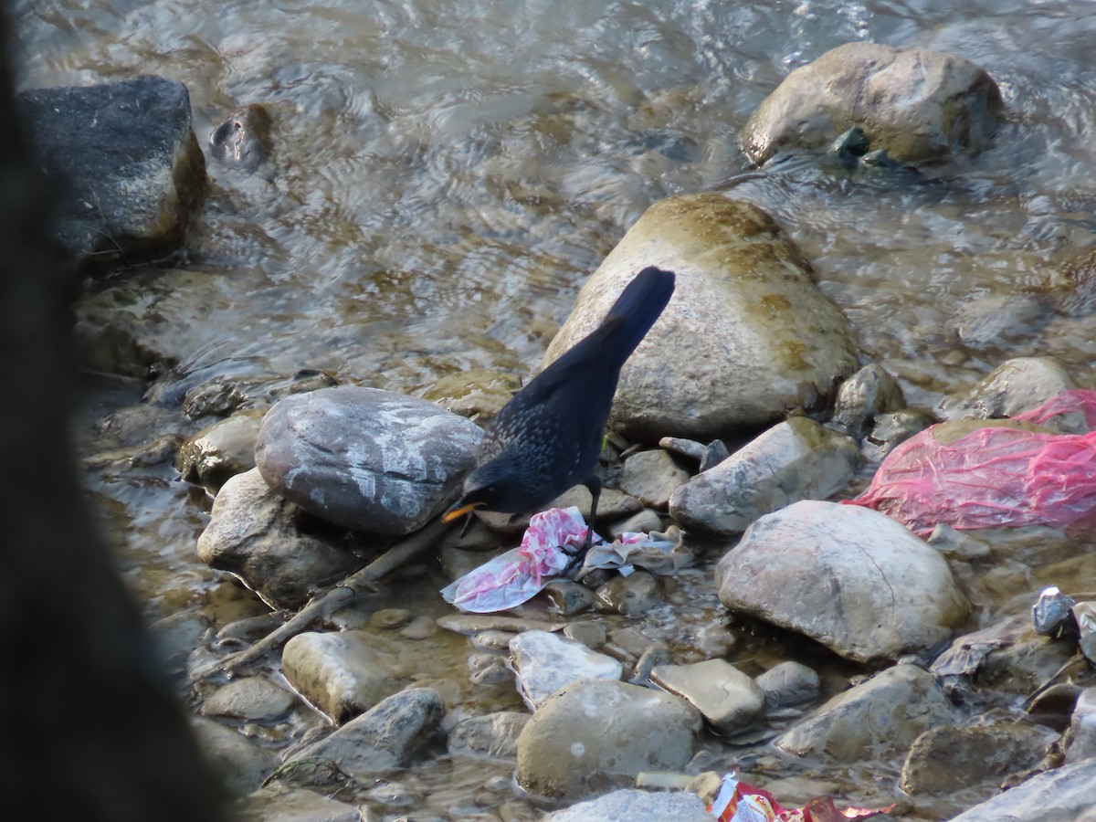 Blue Whistling-Thrush - ML518510511