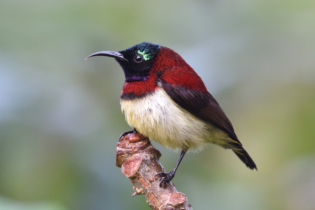 Crimson-backed Sunbird - ML518511031
