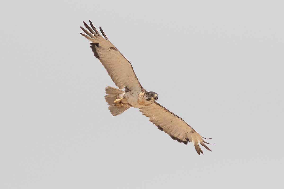 Augur Buzzard (Augur) - Oscar Nordahl