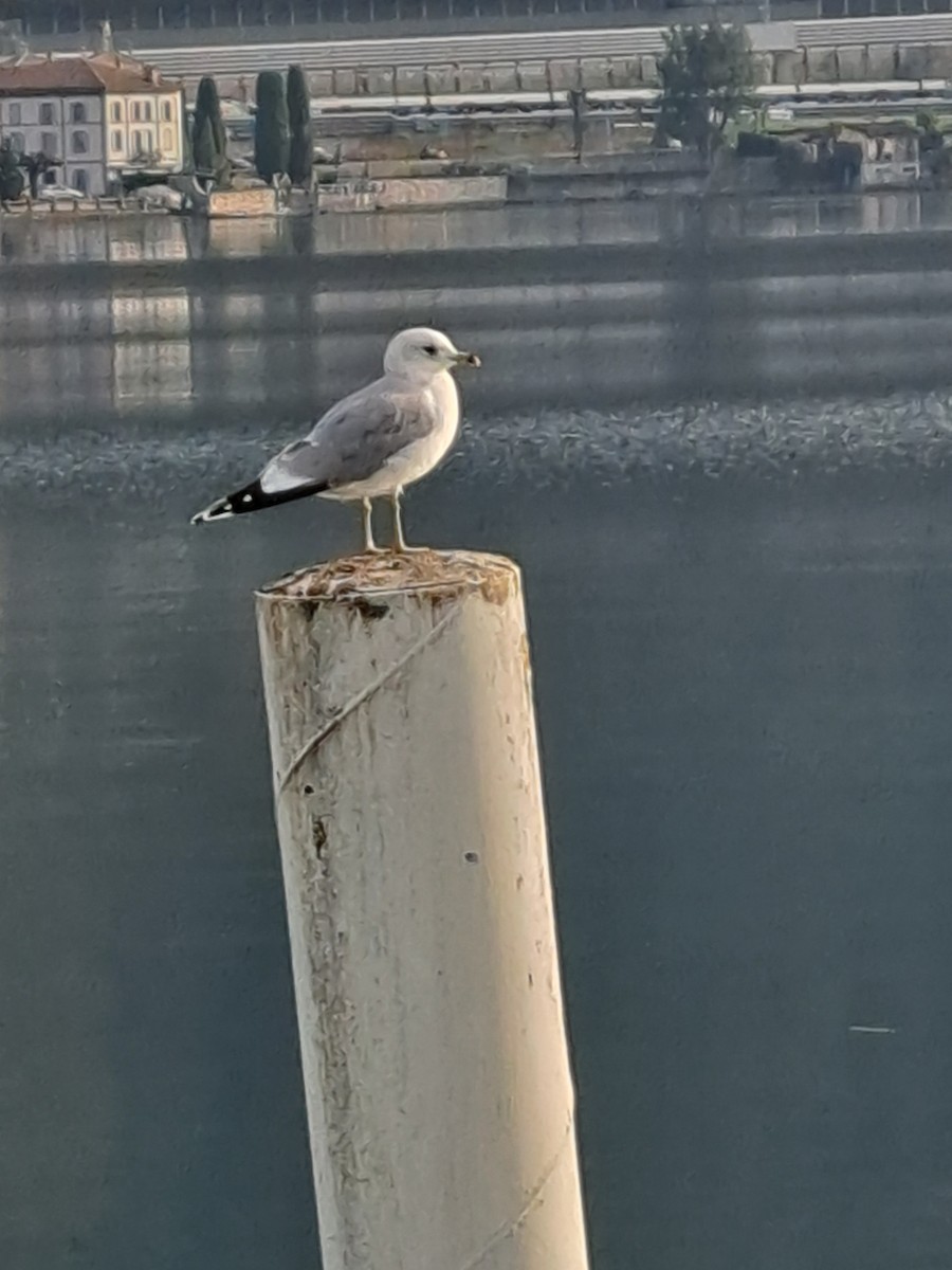 Common Gull - ML518514331