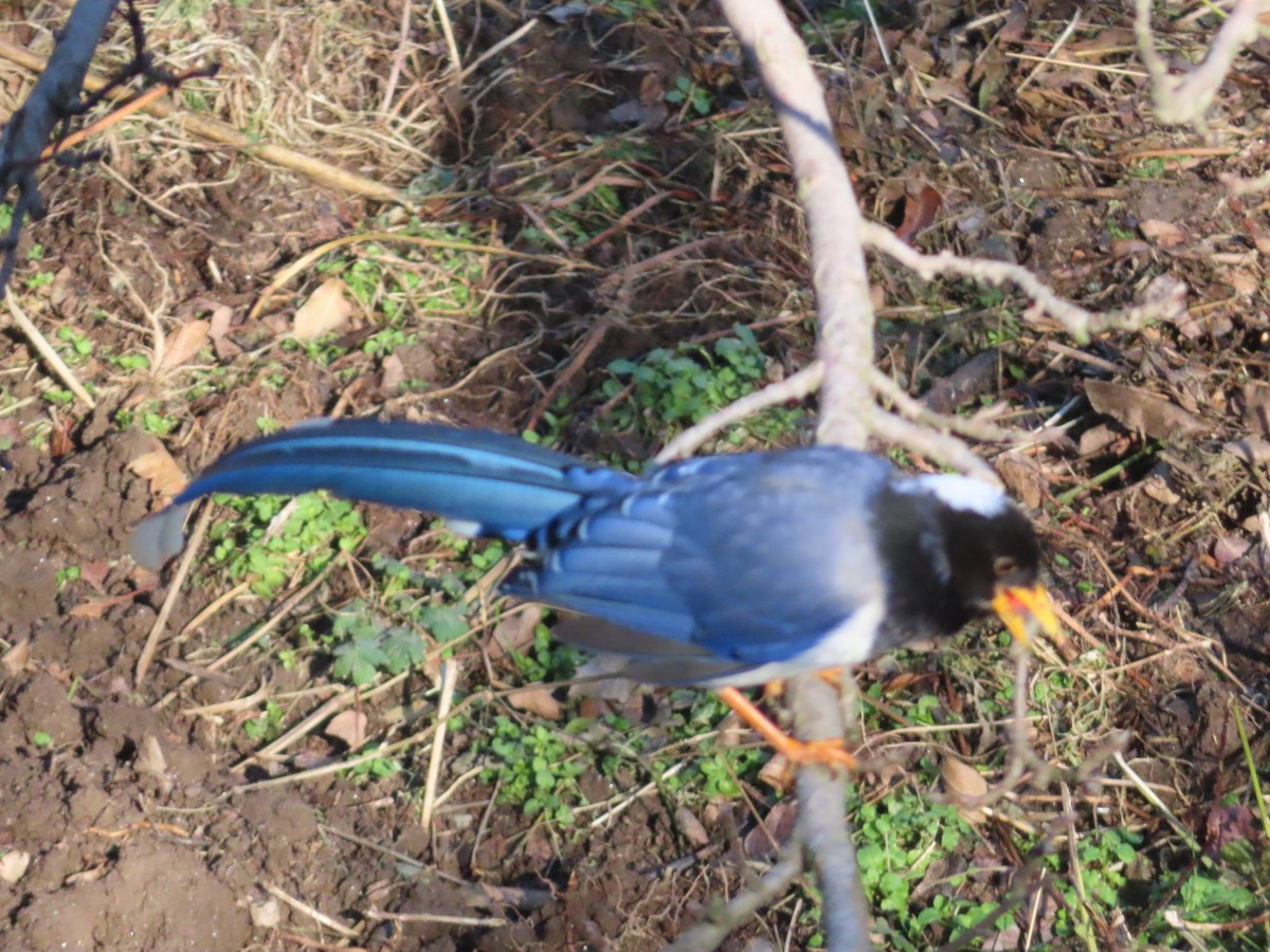 Yellow-billed Blue-Magpie - ML518514371