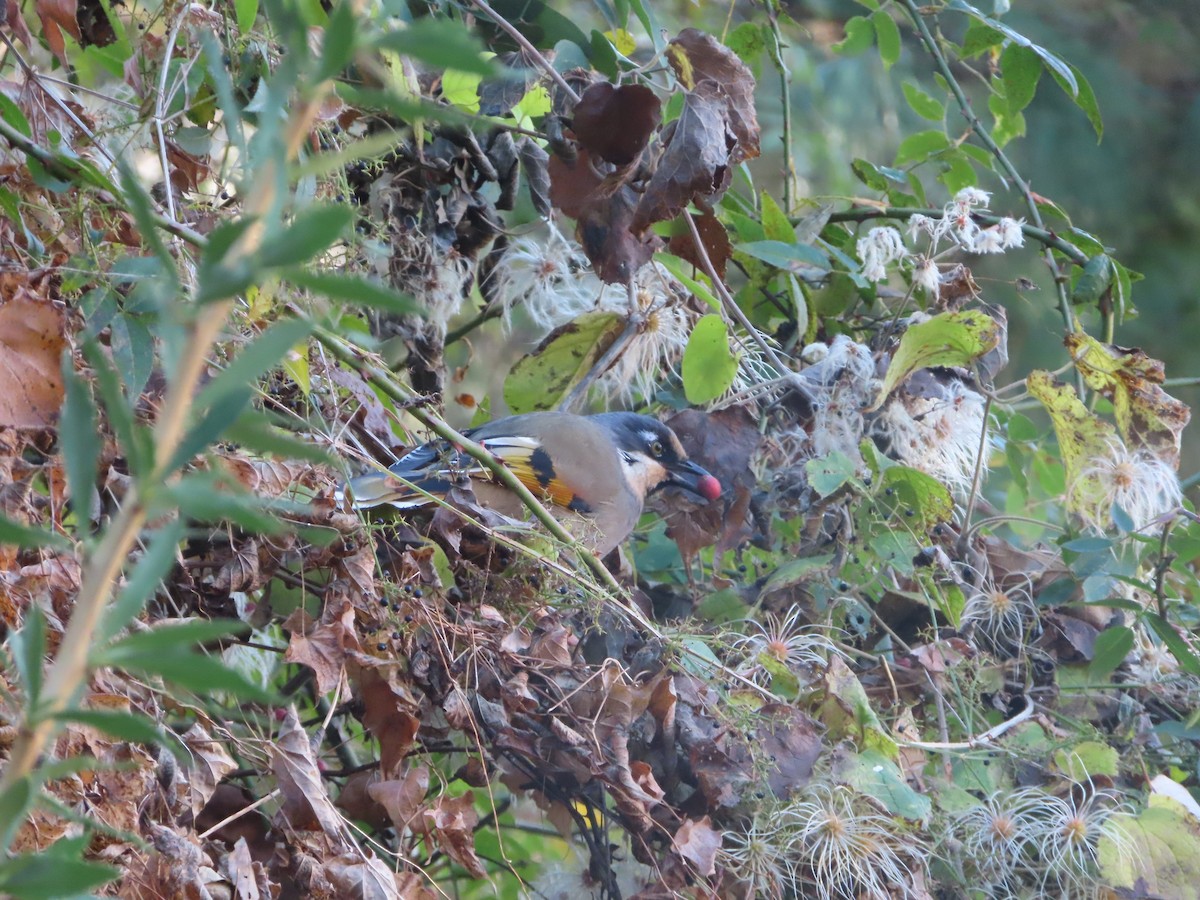 Variegated Laughingthrush - ML518514581