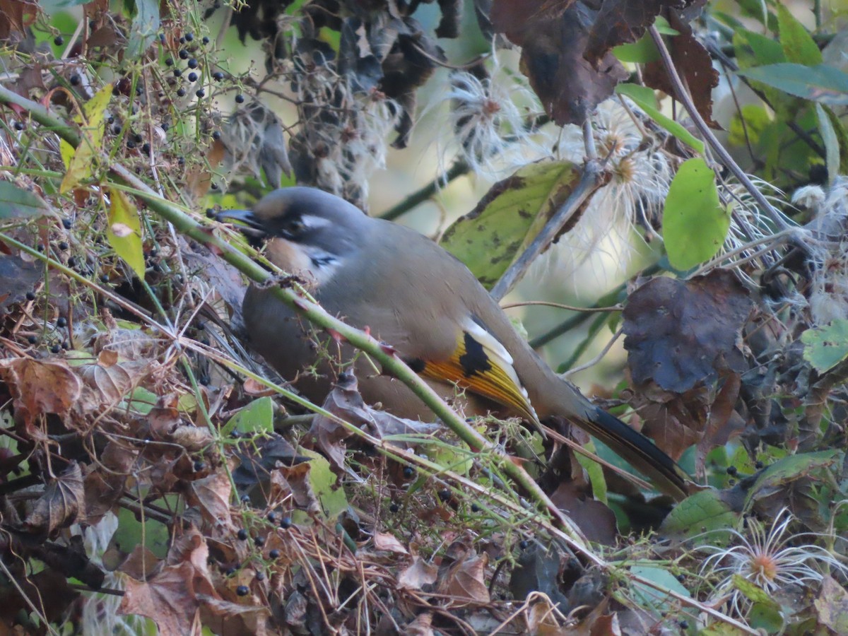 Variegated Laughingthrush - ML518514611