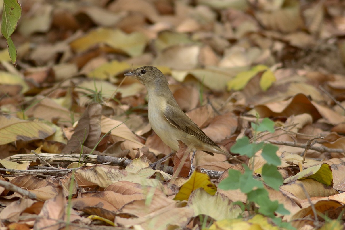 Garden Warbler - ML518514651