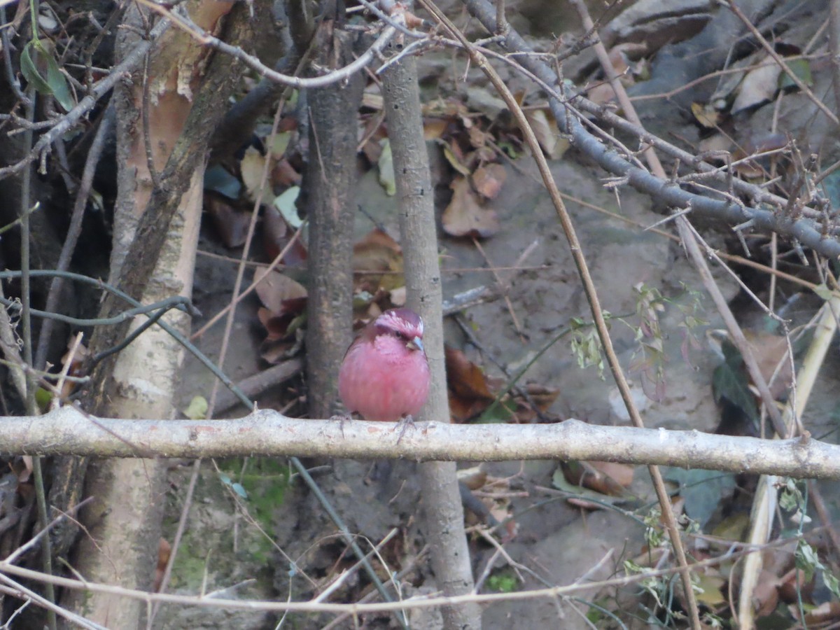 Pink-browed Rosefinch - ML518515041