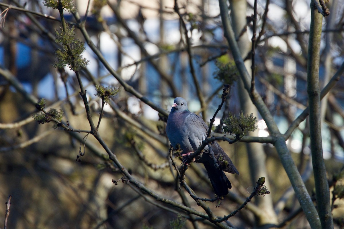 Stock Dove - ML518515171