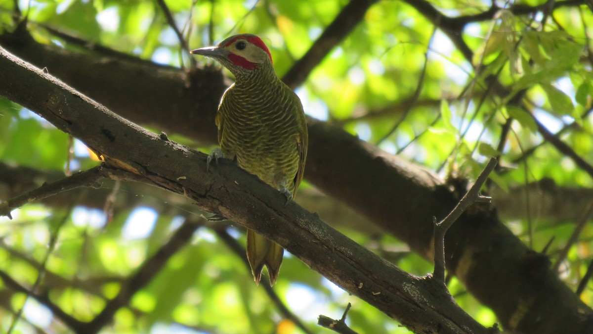 Golden-olive Woodpecker - ML518515931