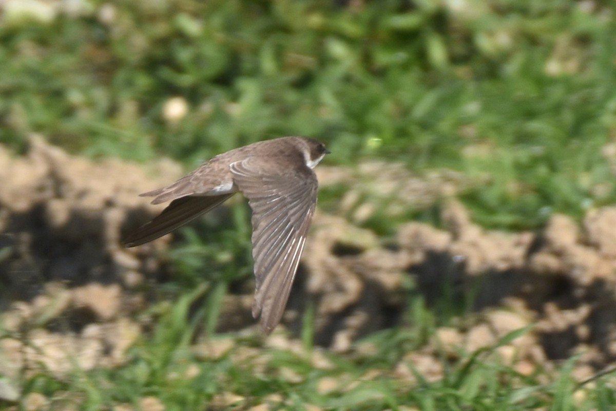 Bank Swallow - ML518517361