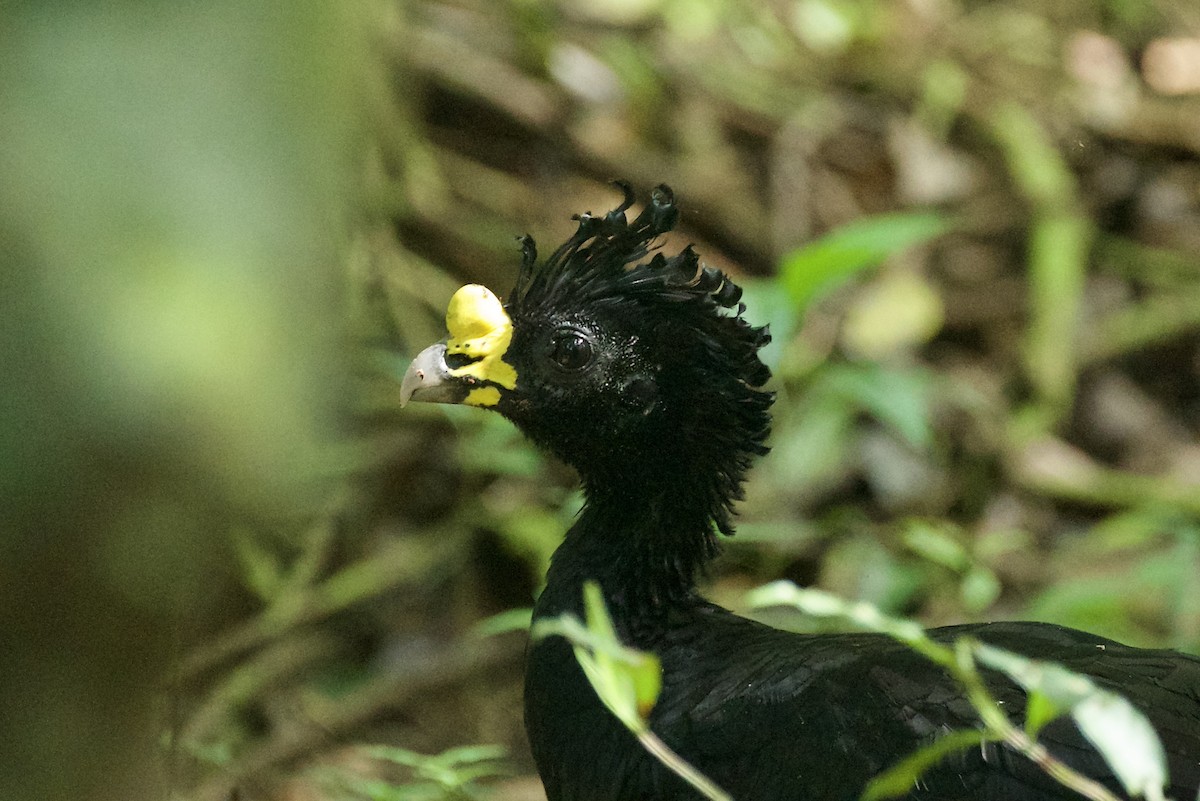 Great Curassow - ML518518361