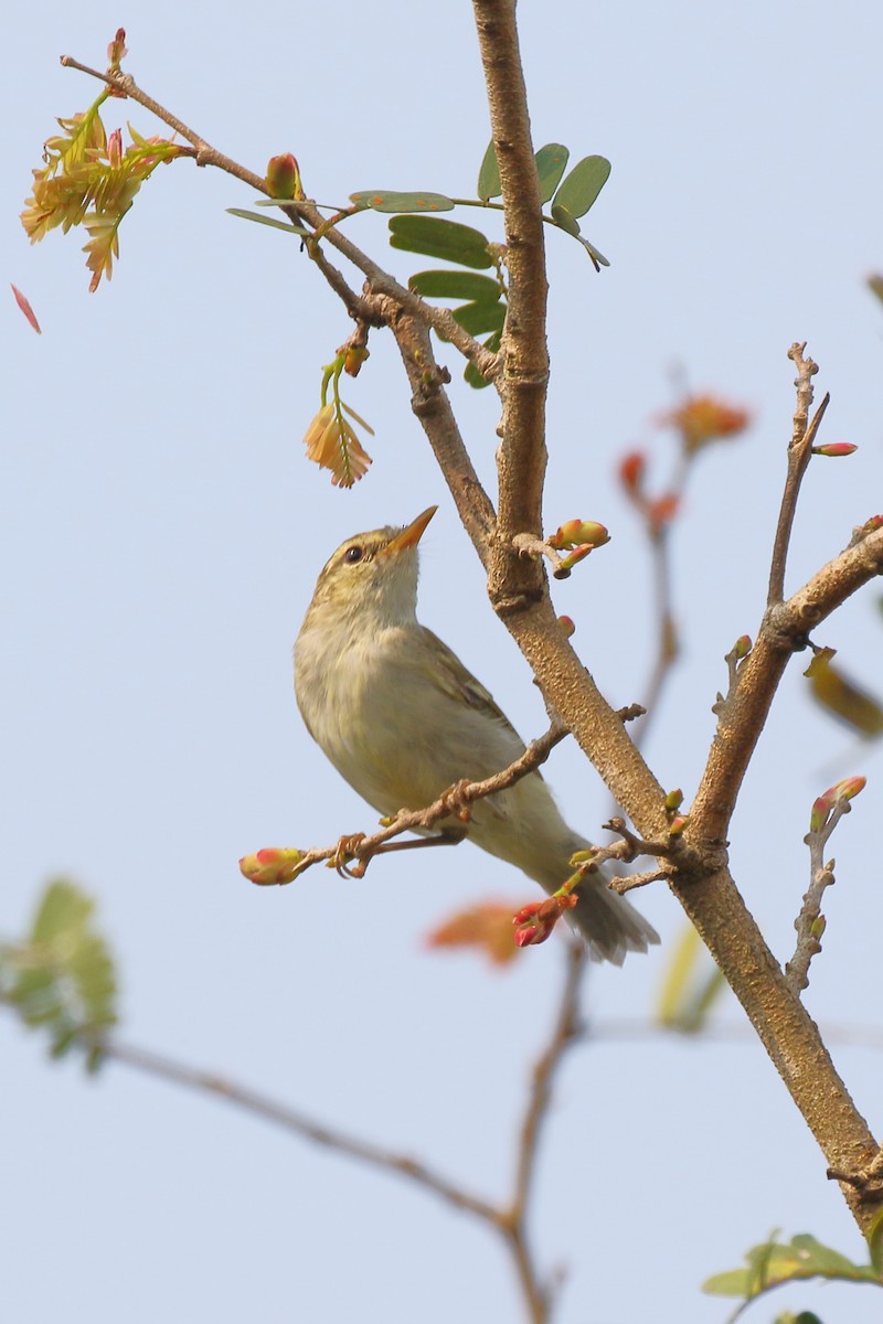 Yellow-browed Warbler - Paul Anderson