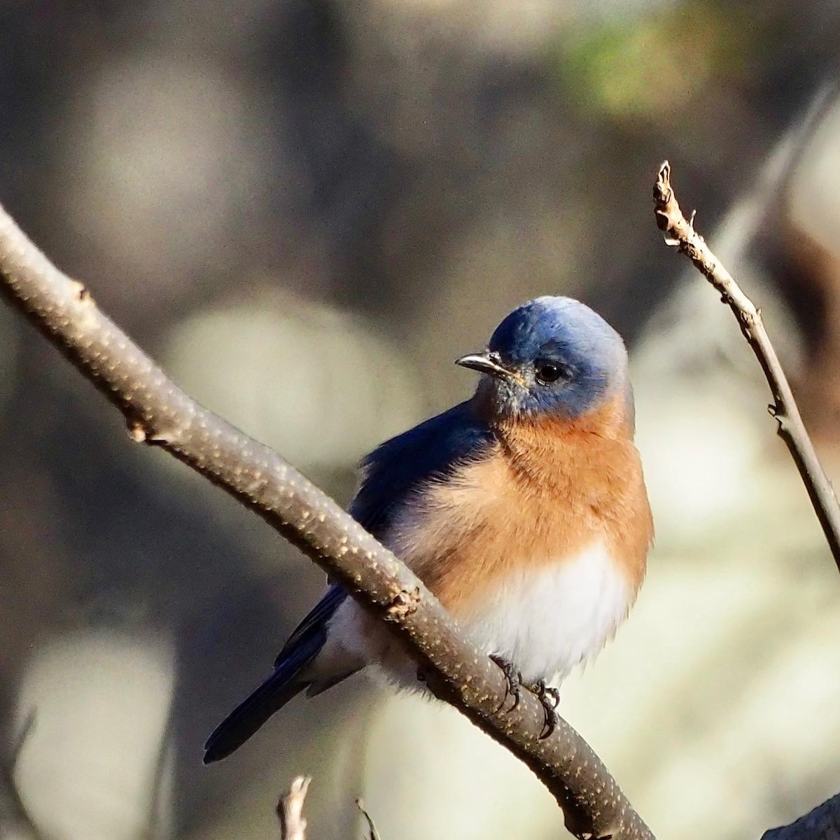 Eastern Bluebird - ML518519421