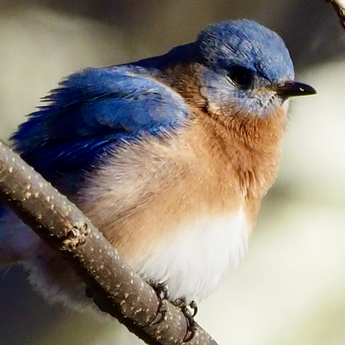 Eastern Bluebird - ML518519431