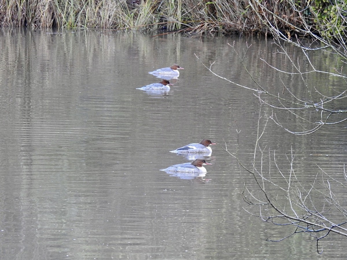 川秋沙(merganser/orientalis) - ML518519521