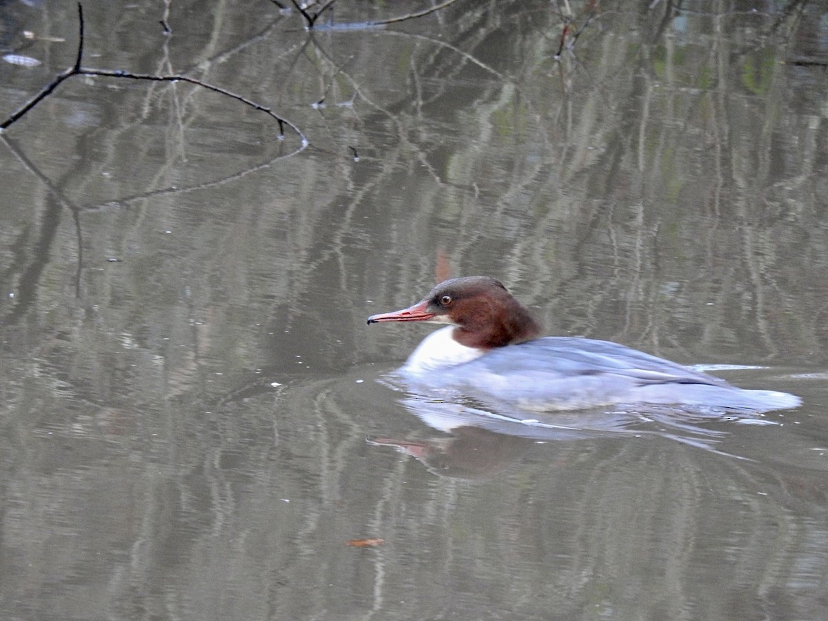 Крех великий (підвид merganser/orientalis) - ML518519541