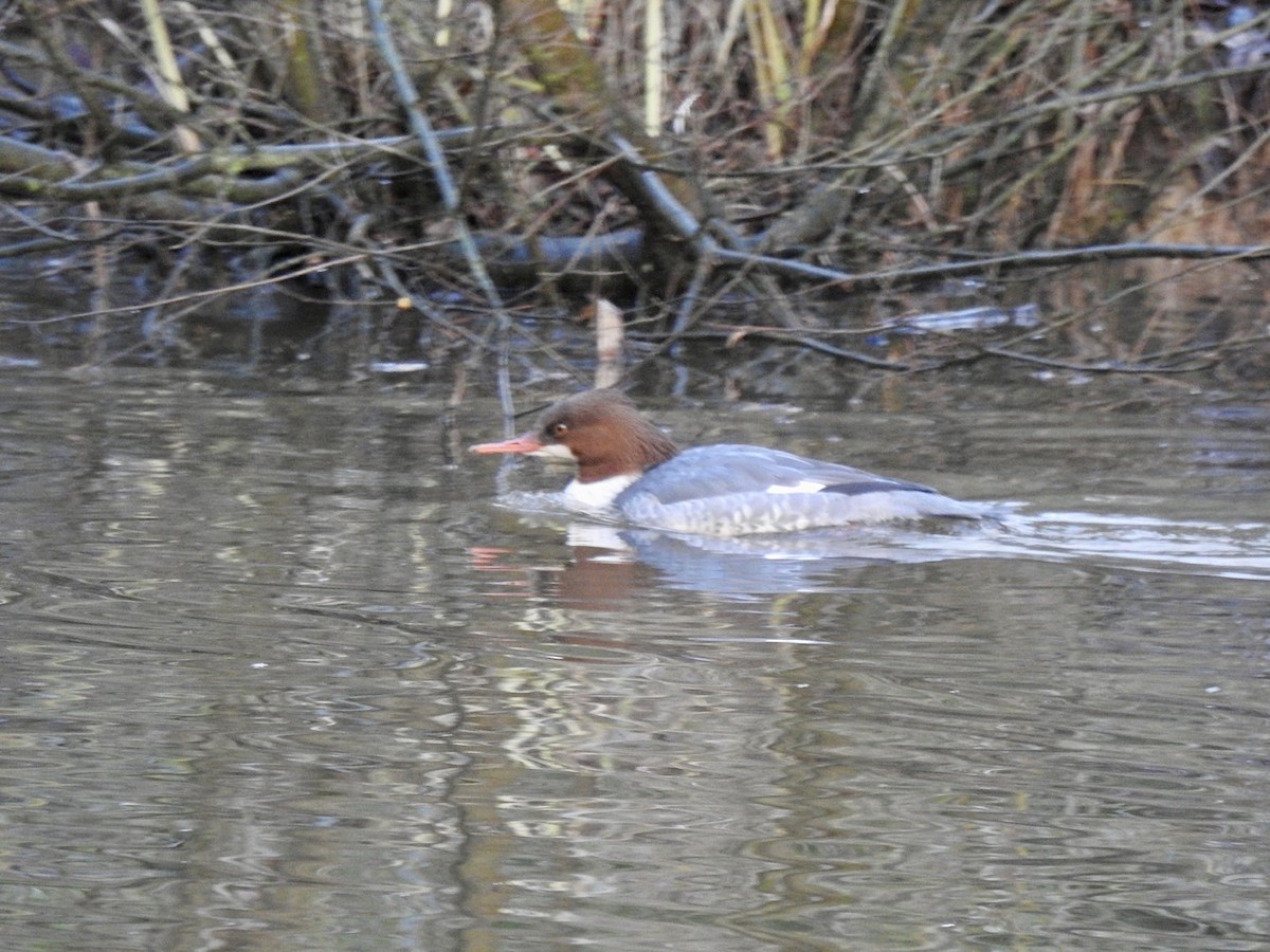 Крех великий (підвид merganser/orientalis) - ML518519551