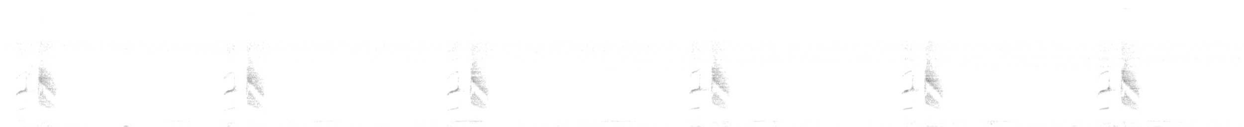 Weißbauch-Dickichtschlüpfer - ML518520521