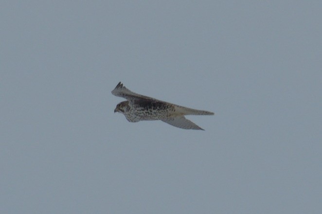 Prairie Falcon - ML518521851