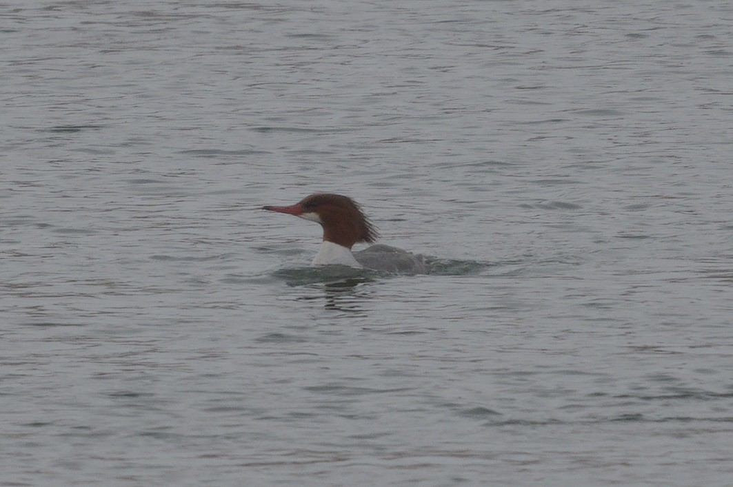 Common Merganser - ML518522711